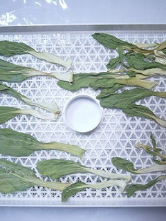 家庭用食品乾燥機で作る干し青梗菜-レシピのメイン写真
