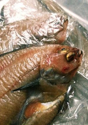 ヤマカレイの干物-レシピのメイン写真