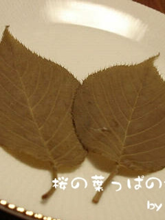 桜の葉っぱの塩漬け-レシピのメイン写真
