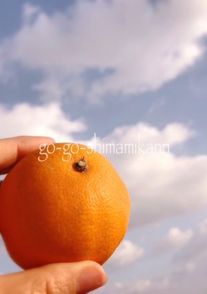 残念みかんが甘くなる 日向ぼっこみかん-レシピのメイン写真