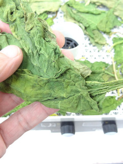 干し野菜作り、食品乾燥機で乾燥ほうれん草-レシピのメイン写真