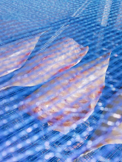 魚(大アジ)の一夜干しの作り方-レシピのメイン写真