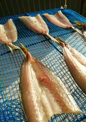 カマスの干物~天日干し・一夜干し~-レシピのメイン写真