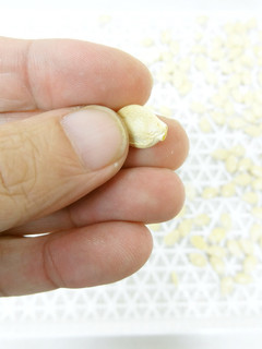 食品乾燥機でかぼちゃの種を乾燥-レシピのメイン写真