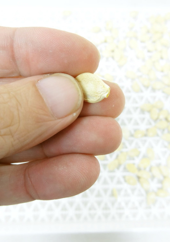 食品乾燥機でかぼちゃの種を乾燥-レシピのメイン写真