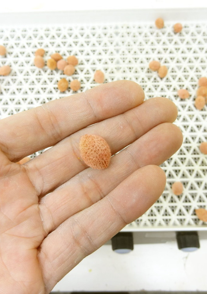 食品乾燥機で梅干しの種を乾燥-レシピのメイン写真
