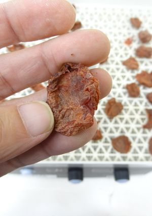 干し梅の作り方(食品乾燥機 ドラミニ)-レシピのメイン写真