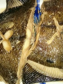 簡単なカレイ煮込み-レシピのメイン写真