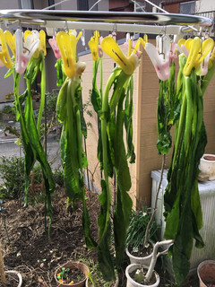 菜っ葉の漬物-レシピのメイン写真