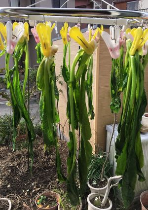 菜っ葉の漬物-レシピのメイン写真