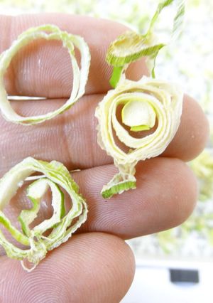 干し野菜（ネギ）｜食品乾燥機ドラミニ-レシピのメイン写真