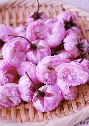桜の花の塩漬け-レシピのメイン写真