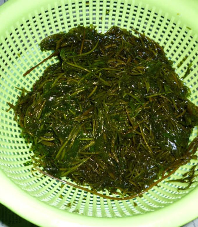 あかもくの下処理-レシピのメイン写真