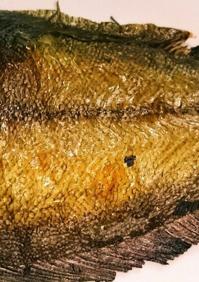 宗八の塩焼き-レシピのメイン写真
