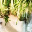 私的水菜の☆長持ち保存