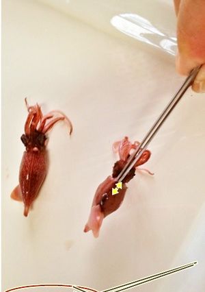 茹でホタルイカの下ごしらえ　ストレス無　-レシピのメイン写真