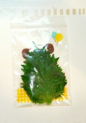 シソの保存-レシピのメイン写真