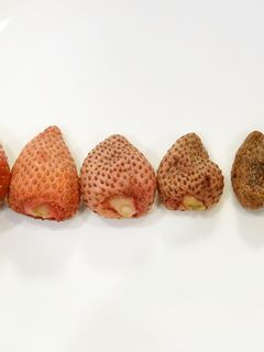 丸ごと苺をドライフルーツに!食品乾燥機-レシピのメイン写真