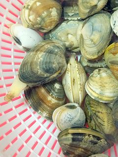 簡単すぎる!!あさりの砂抜き(下処理)-レシピのメイン写真