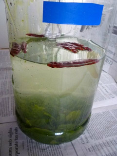 自家製めかぶ酒-レシピのメイン写真