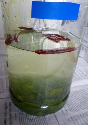 自家製めかぶ酒-レシピのメイン写真