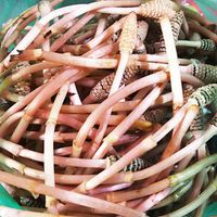 基本からアレンジまで！思わずつくりたくなる「つくし はかま