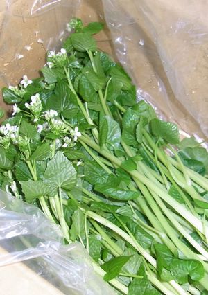 花わさびの失敗しない処理-レシピのメイン写真
