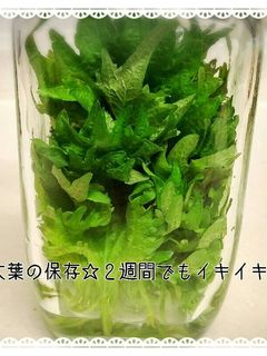 ✽大葉の保存☆2週間でもイキイキ-レシピのメイン写真