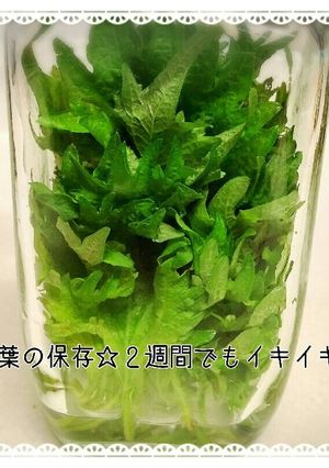 ✽大葉の保存☆２週間でもイキイキ-レシピのメイン写真