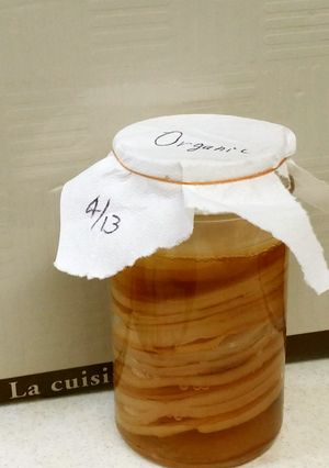 オーガニックコンブチャの作り方紅茶キノコ-レシピのメイン写真