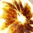 失敗しない!簡単♪パリパリ餃子の焼き方