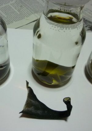 根昆布水を作ってみる-レシピのメイン写真