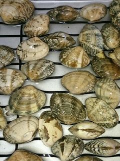 あさりの砂ぬき-レシピのメイン写真
