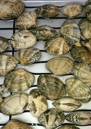 あさりの砂ぬき-レシピのメイン写真
