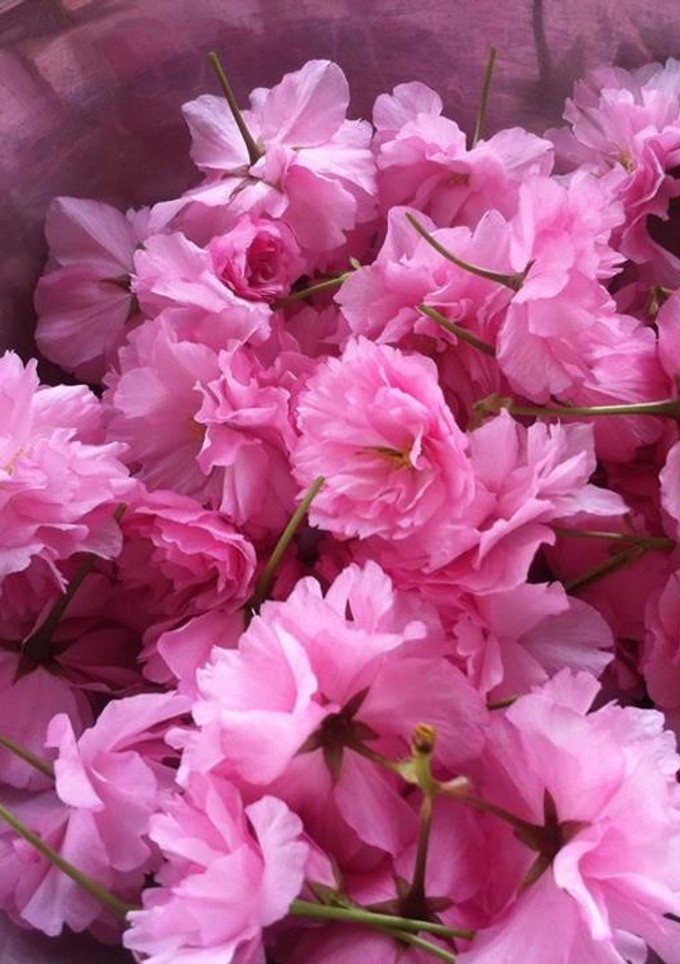 桜の花で♡簡単桜の塩漬け-レシピのメイン写真
