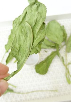 野菜乾燥機でケールを乾燥-レシピのメイン写真