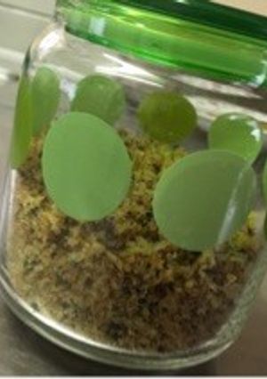 モリーカ(香草パン粉)-レシピのメイン写真