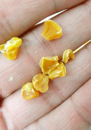 食品乾燥機で乾燥コーンの作り方-レシピのメイン写真
