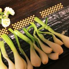 รูปของ 簡単美味♡わけぎの根っこ、辛子酢味噌で。