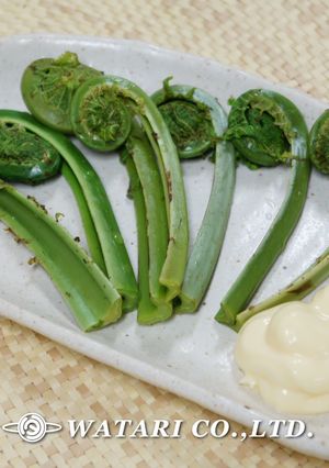旬・春の香り◇こごみ◇簡単下処理◇山菜-レシピのメイン写真