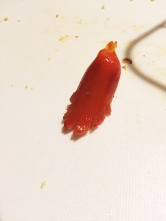 タコさんウインナー♡-レシピのメイン写真