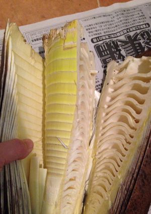 あら！簡単！掘り立て筍の皮のむきかた-レシピのメイン写真