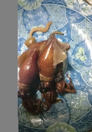ホタルイカの佃煮-レシピのメイン写真