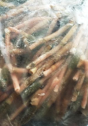 簡単!つくしの冷凍保存-レシピのメイン写真
