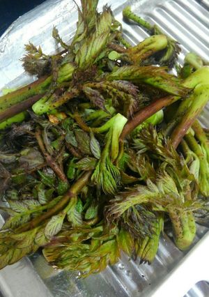 たらのめの豚肉巻き-レシピのメイン写真