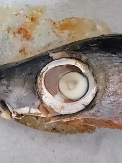 マグロの兜焼き-レシピのメイン写真