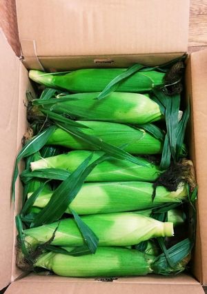 トウモロコシ★レンジで簡単(๑´ڡ`๑)-レシピのメイン写真