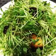 簡単おかず 生豆苗と油揚げの田楽サラダ