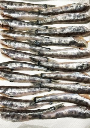 子供もパクパク！メヒカリの下処理法-レシピのメイン写真