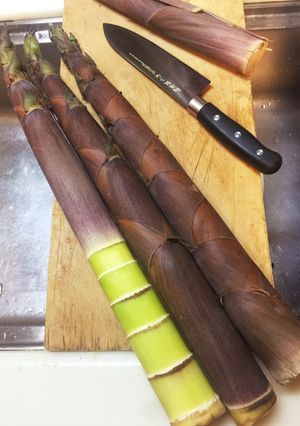 淡竹・破竹・長い筍　超かんたん下処理-レシピのメイン写真